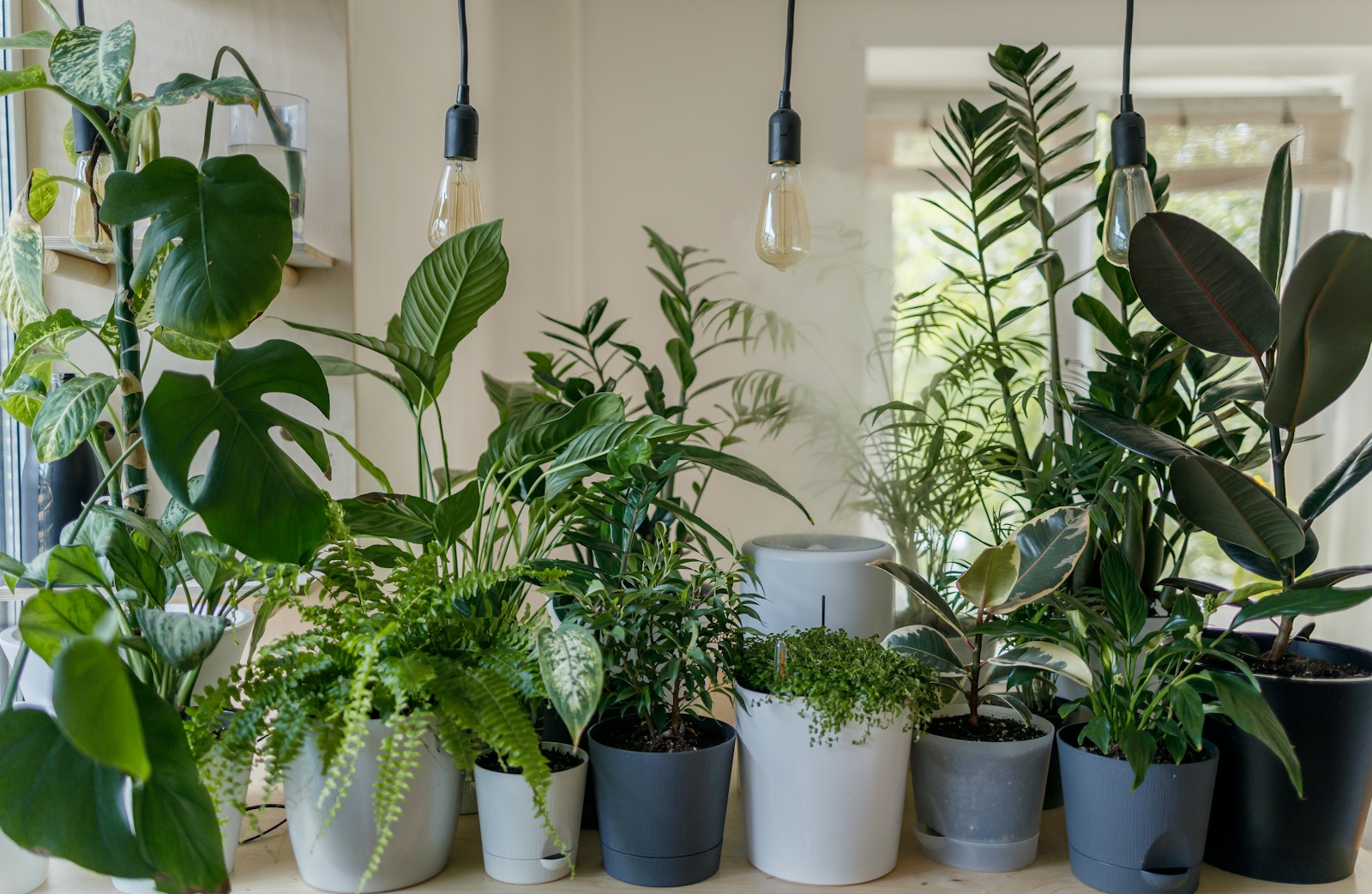Garten Hintergrund